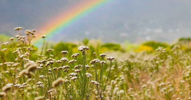 Blühende Wildblumen in einem Feld mit einem Regenbogen dahinter in Kapstadt, Südafrika