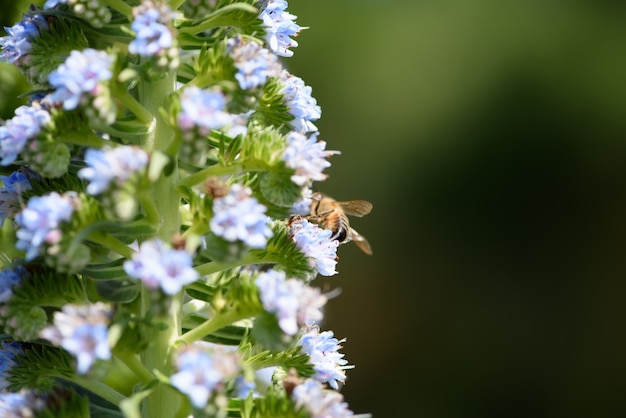 Blühende Wildpflanzen und Bienen