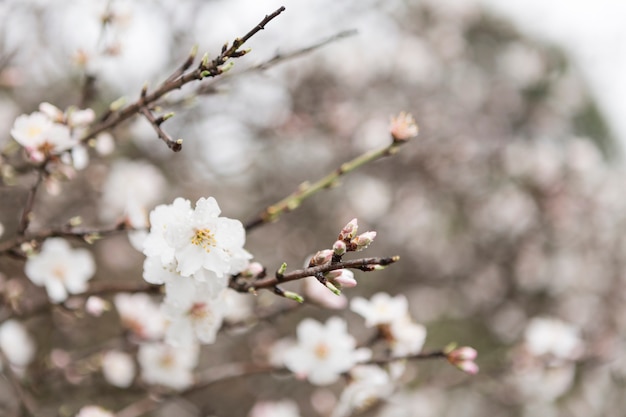 Blühende Zweige mit unfocused Hintergrund