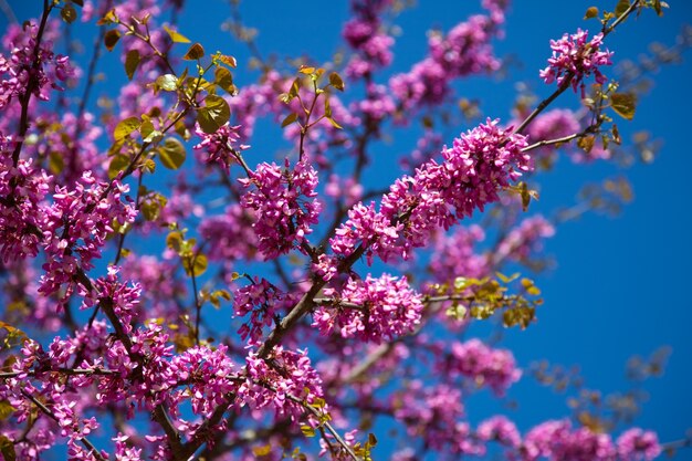 Blühender Cercis siliquastrum plan