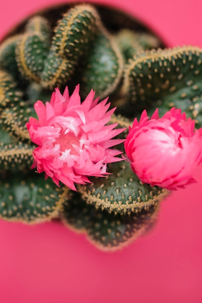 Blühender Kaktus auf Rosa
