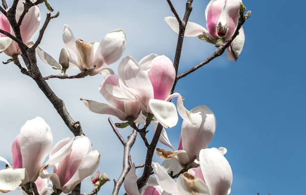 blühender Magnolienbaum nah oben, Konzept der Blumen und des Frühlings
