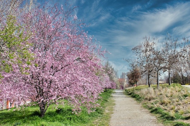 Blühender Mandelbaum mit rosa Blüten in der Nähe eines Weges in einem Park