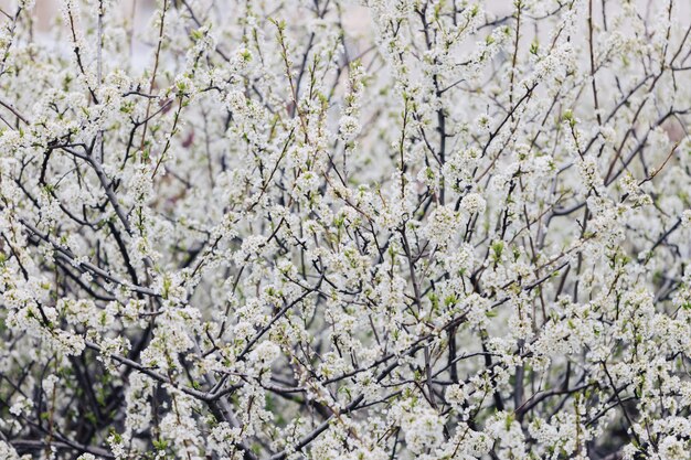 Bilder Pflaumenbaum Gratis Vektoren Fotos Und Psds