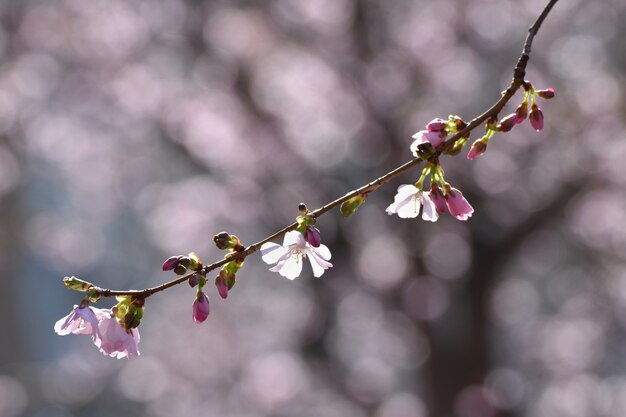 &quot;Blühender Zweig im Frühling&quot;