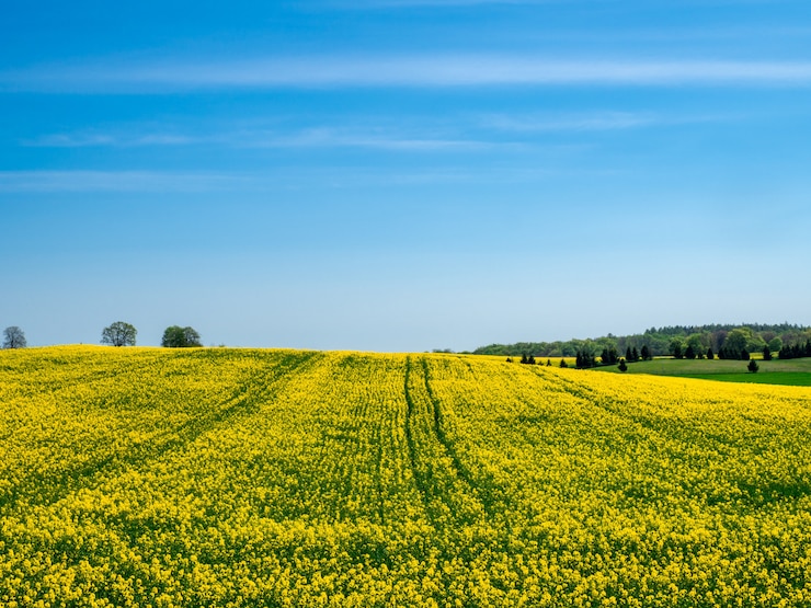 Kostenlose Foto blühendes gelbes feld auf einem hügel unter einem klaren blauen himmel