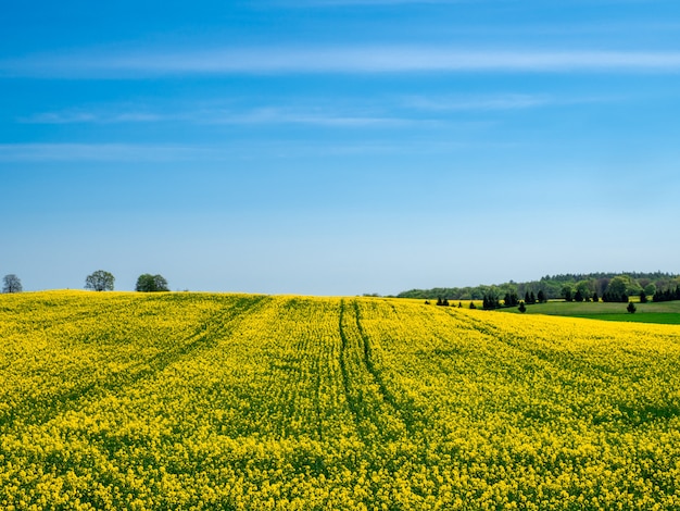 blühendes gelbes Feld auf einem Hügel unter einem klaren blauen Himmel