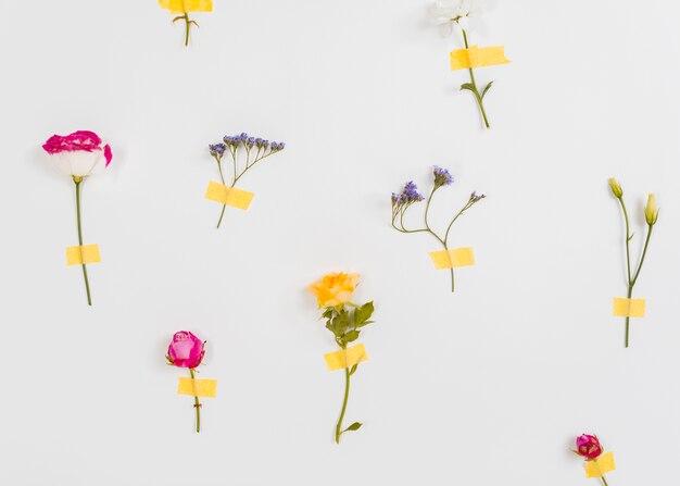 Blüte Frühlingsblumen Sammlung