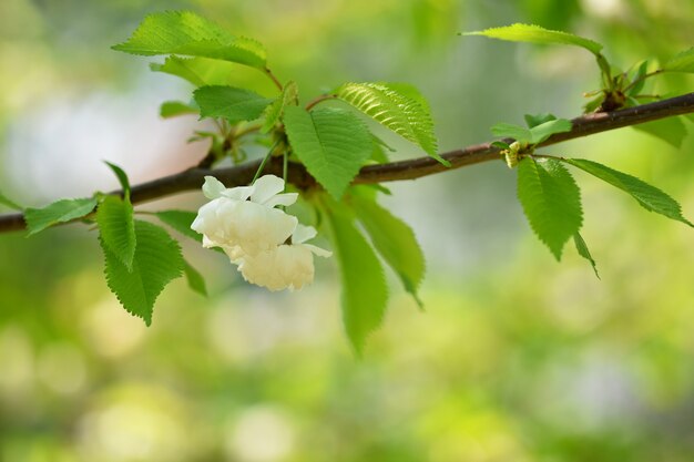 Blütenbaum. Naturhintergrund am sonnigen Tag. Frühlingsblumen. Schöner Obstgarten und Zusammenfassung verwischt