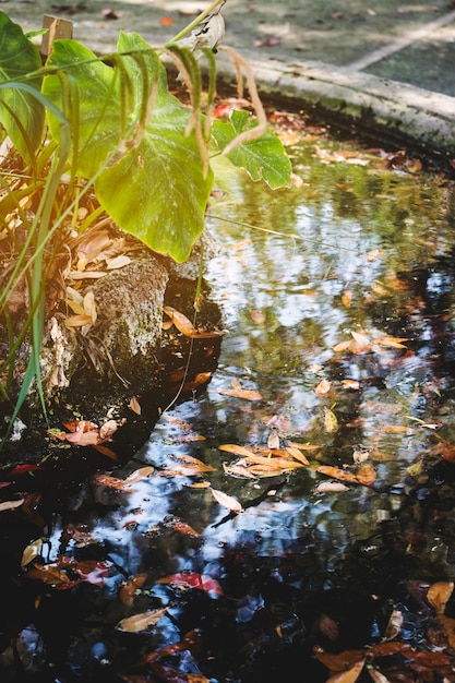 Blütenblätter im Teich