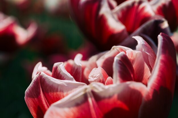 Blume, die im botanischen Garten wächst