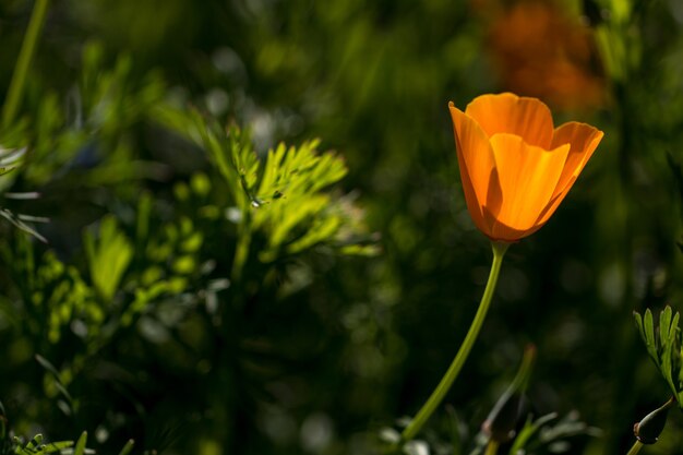 Blume im Garten