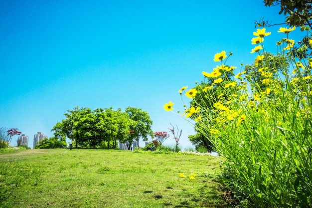 Blume im park