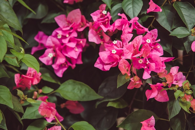 Blumen am Baum.