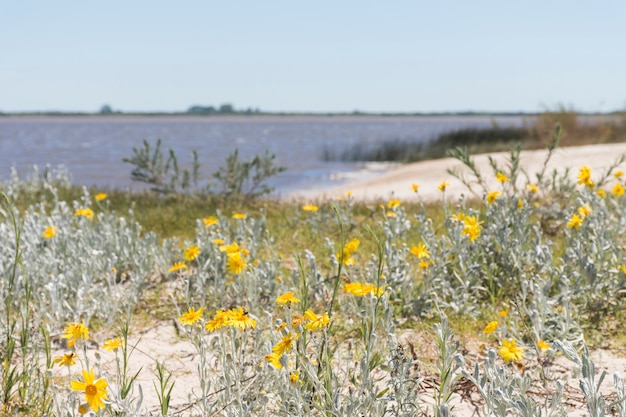 Kostenloses Foto blumen an der küste in der nähe von wasser