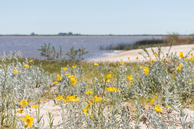 Blumen an der Küste in der Nähe von Wasser