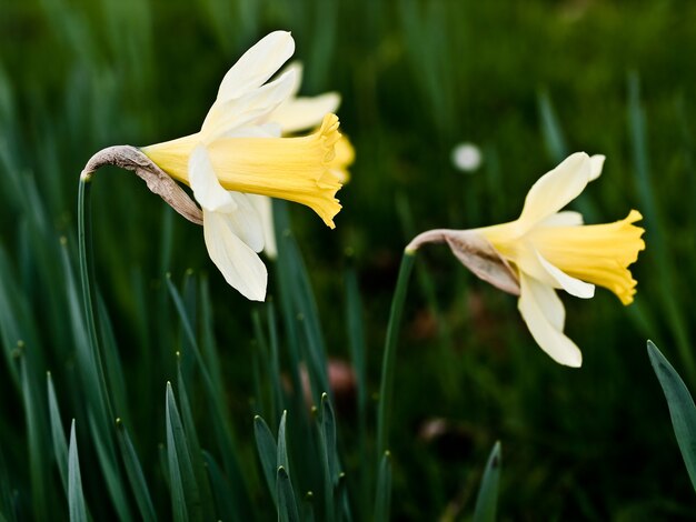 Blumen auf dem Feld