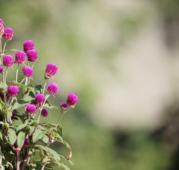 Blumen auf der Hintergrund jedoch unscharf