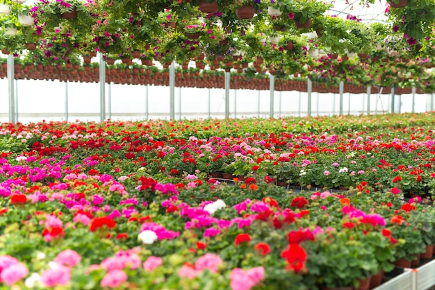 Blumen blühen im Pflanzengewächshaus