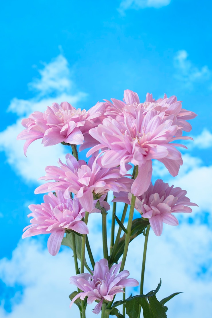 Kostenlose Foto blumen gegen den himmel