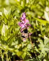 Kostenloses Foto blumen im freien