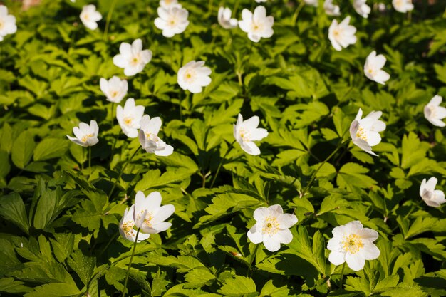 Blumen im Freien