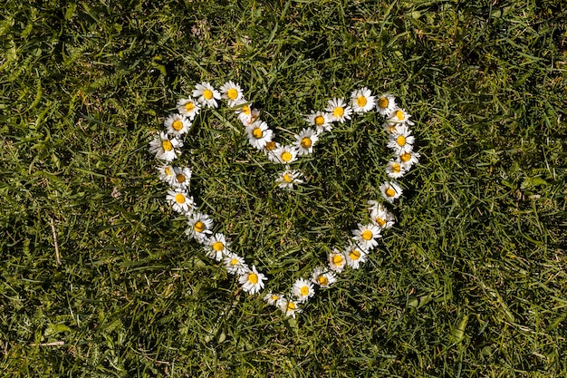 Kostenloses Foto blumen im freien