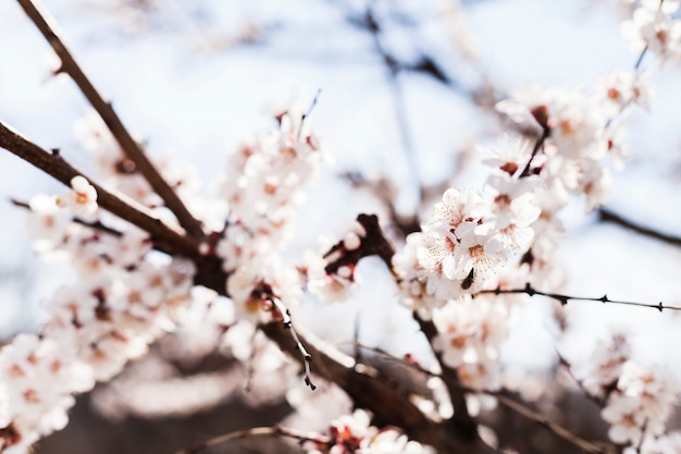 Blumen im Freien