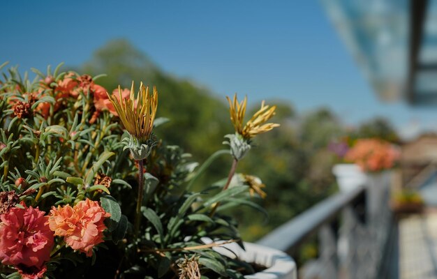 Blumen Nahaufnahme und selektive Fokussierung auf die Idee, Raum zu dekorieren und die Umwelt zu verbessern Das Konzept, eine Balkonterrasse oder Loggia mit frischen Blumen zu dekorieren