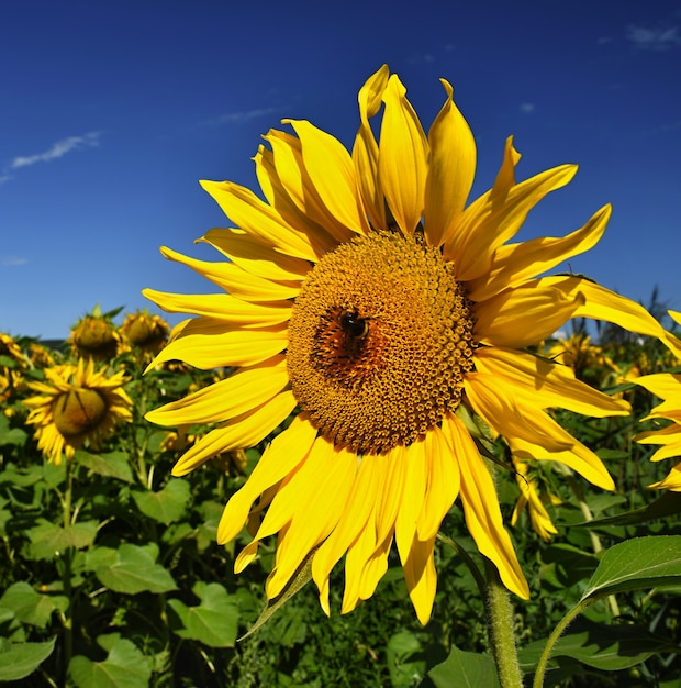 Blumen-Sonnenblumen. Blooming in Bauernhof - Feld mit blauem Himmel. Schöner natürlicher farbiger Hintergrund.