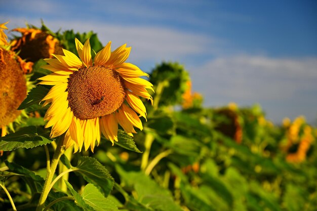Blumen-Sonnenblumen, die auf dem Bauernhofgebiet mit blauem Himmel blühen Schöner naturfarbener Hintergrund