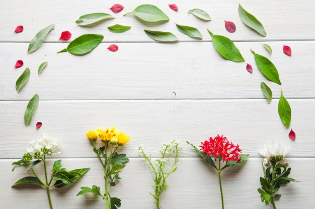 Blumen und Blütenblätter in Komposition