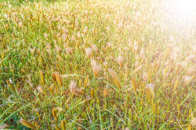 Kostenloses Foto blumen und sonne