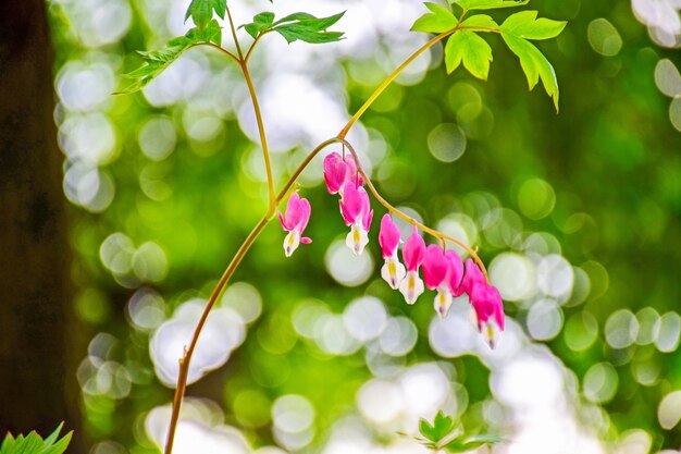 Blumen von einem Ast hängen