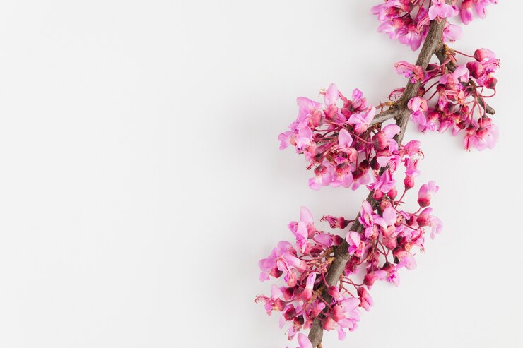 Kostenlose Foto blumen von oben mit kopierplatz