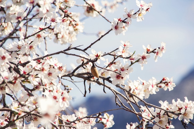 Kostenloses Foto blumen