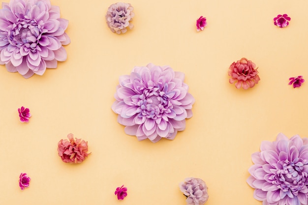 Kostenloses Foto blumenansicht der draufsicht auf gelbem hintergrund