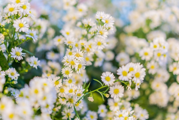 Blumenblüten Natur Blumen Hintergrund