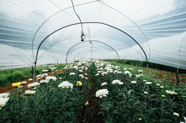 Blumenfeld im Gewächshaus