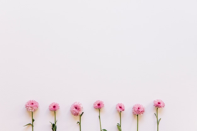 Kostenloses Foto blumenhintergrund mit rosa blumen auf unterseite