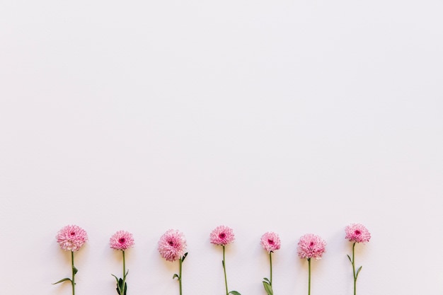 Blumenhintergrund mit rosa Blumen auf Unterseite
