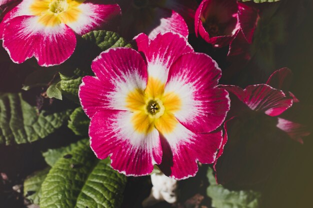 Blumenkomposition mit elegantem Stil