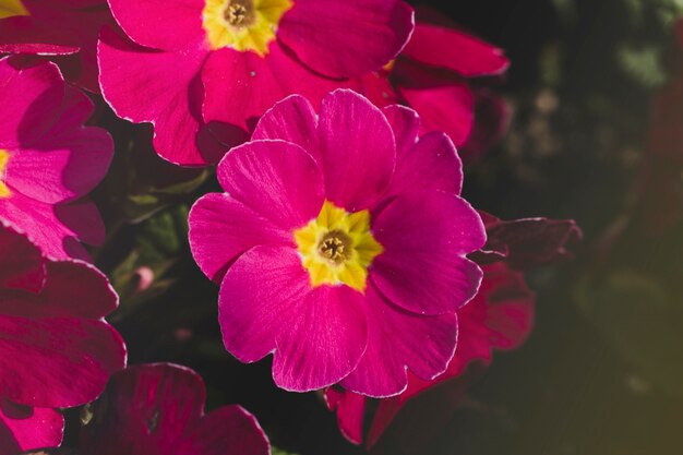 Blumenkomposition mit elegantem Stil