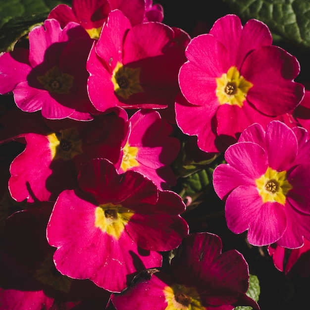 Kostenloses Foto blumenkomposition mit elegantem stil