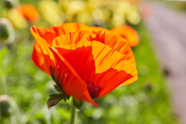 Blumenmohn, der auf Hintergrundmohnblumen blüht