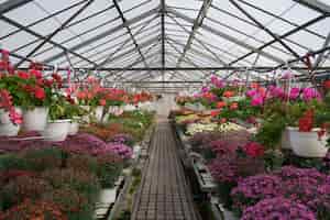 Kostenloses Foto blumenproduktion und -anbau. viele chrysanthemenblüten im gewächshaus. chrysanthemenplantage