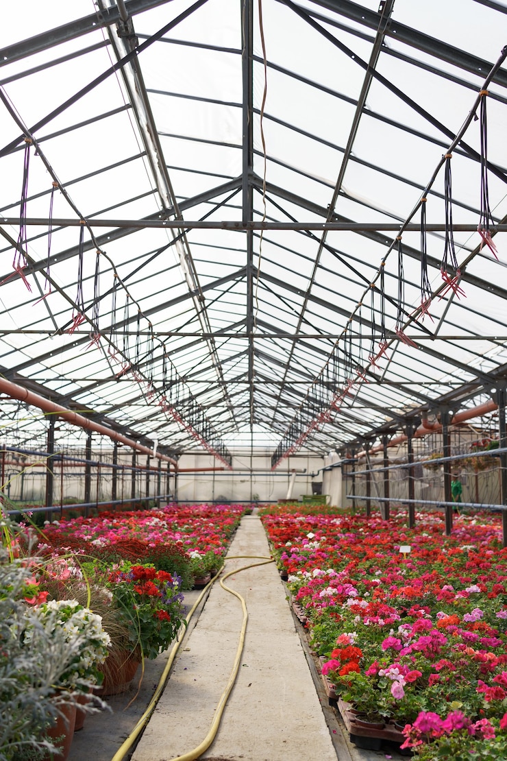 Kostenlose Foto blumenproduktion und -anbau. viele chrysanthemenblüten im gewächshaus. chrysanthemenplantage