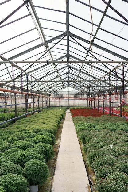 Blumenproduktion und -anbau. Viele Chrysanthemenblüten im Gewächshaus. Chrysanthemenplantage