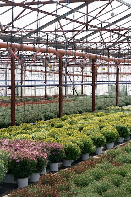 Blumenproduktion und -anbau. Viele Chrysanthemenblüten im Gewächshaus. Chrysanthemenplantage