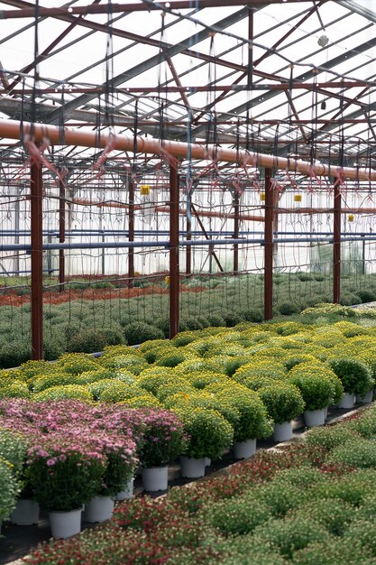 Blumenproduktion und -anbau. Viele Chrysanthemenblüten im Gewächshaus. Chrysanthemenplantage